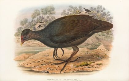 The Birds of New Guinea and the adjacent Papuan islands Pl.68
