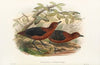 The Birds of New Guinea and the adjacent Papuan islands Pl.70