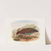 The Birds of New Guinea and the adjacent Papuan islands Pl.71 by John Gould