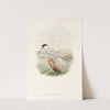 The Birds of New Guinea and the adjacent Papuan islands Pl.72 by John Gould
