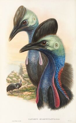 The Birds of New Guinea and the adjacent Papuan islands Pl.73