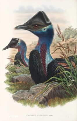 The Birds of New Guinea and the adjacent Papuan islands Pl.74