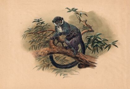 The Black-Fronted Lemur
