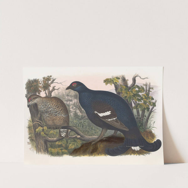 The Black Grouse by Daniel Giraud Elliot