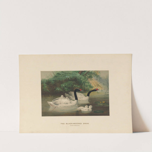 The Black-necked Swan by Joseph Wolf