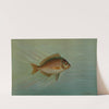 The Blackfish or Tautog, Tautoga onitis. by John L. Petrie