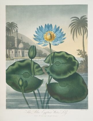 The Blue Egyptian Water-Lily
