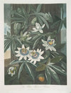 The Blue Passion Flower.
