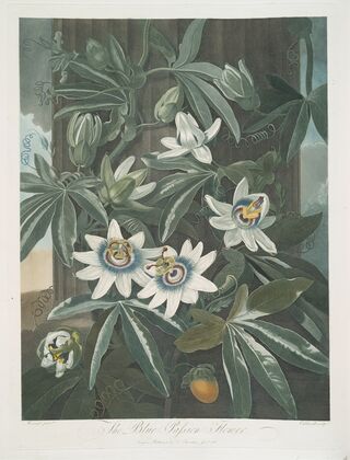 The Blue Passion Flower.