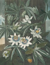 The blue passion flower