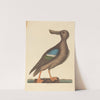 The Blue Winged Shoveler (Anas clypeata foemina) by Mark Catesby