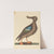 The Blue Winged Shoveler (Anas clypeata foemina) by Mark Catesby
