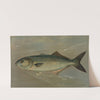 The Bluefish, Pomatomus saltatrix. by John L. Petrie