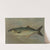 The Bluefish, Pomatomus saltatrix. by John L. Petrie