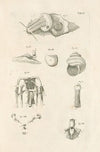 The book of nature, or, The history of insects Pl.04