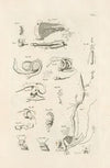 The book of nature, or, The history of insects Pl.05