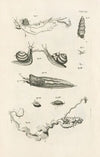 The book of nature, or, The history of insects Pl.08