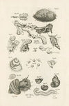 The book of nature, or, The history of insects Pl.09
