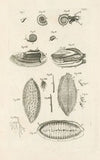 The book of nature, or, The history of insects Pl.10