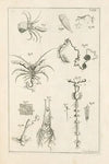 The book of nature, or, The history of insects Pl.11