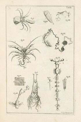 The book of nature, or, The history of insects Pl.11