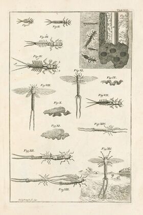 The book of nature, or, The history of insects Pl.13