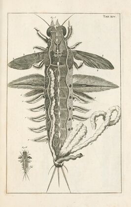 The book of nature, or, The history of insects Pl.14