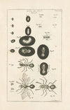 The book of nature, or, The history of insects Pl.16