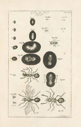 The book of nature, or, The history of insects Pl.16