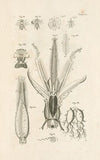 The book of nature, or, The history of insects Pl.17