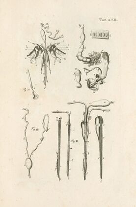 The book of nature, or, The history of insects Pl.18