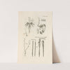 The book of nature, or, The history of insects Pl.18 by Jan Swammerdam