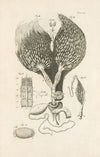 The book of nature, or, The history of insects Pl.19