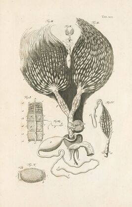 The book of nature, or, The history of insects Pl.19