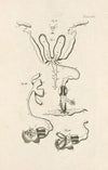 The book of nature, or, The history of insects Pl.21