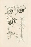 The book of nature, or, The history of insects Pl.22