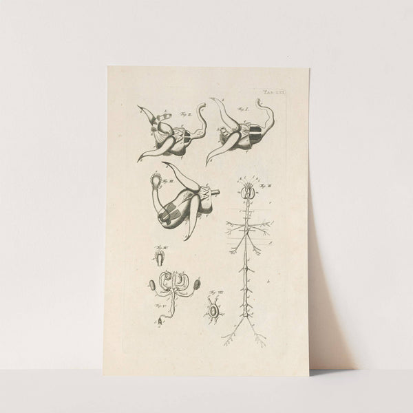 The book of nature, or, The history of insects Pl.22 by Jan Swammerdam