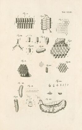 The book of nature, or, The history of insects Pl.23