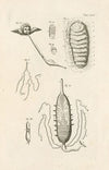 The book of nature, or, The history of insects Pl.24