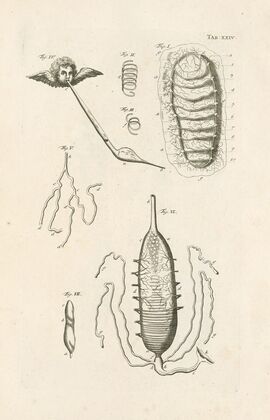 The book of nature, or, The history of insects Pl.24