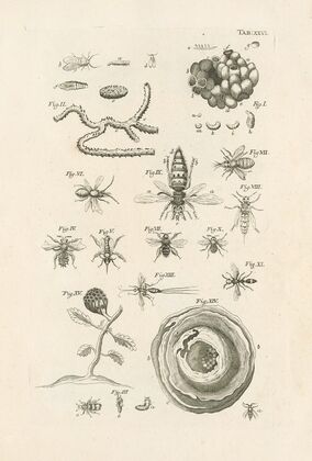 The book of nature, or, The history of insects Pl.26