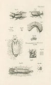 The book of nature, or, The history of insects Pl.27