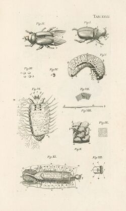 The book of nature, or, The history of insects Pl.27