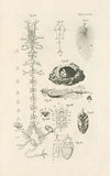 The book of nature, or, The history of insects Pl.28