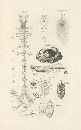 The book of nature, or, The history of insects Pl.28