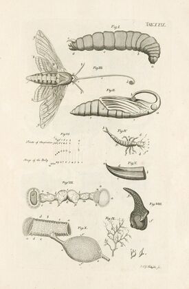 The book of nature, or, The history of insects Pl.29