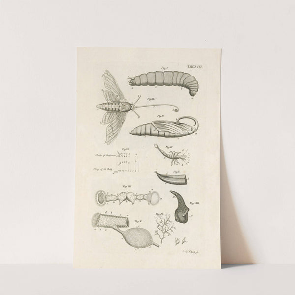 The book of nature, or, The history of insects Pl.29 by Jan Swammerdam