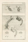 The book of nature, or, The history of insects Pl.31