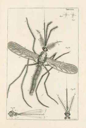 The book of nature, or, The history of insects Pl.32