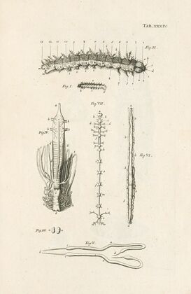 The book of nature, or, The history of insects Pl.34